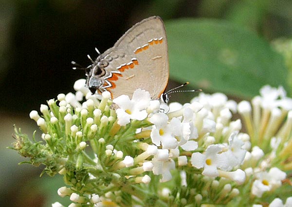 red banded hairstreak