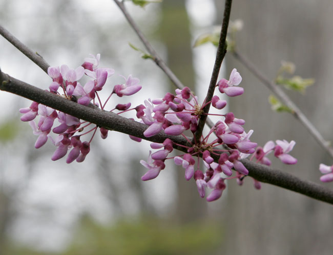 redbud