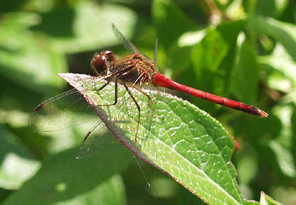 red dragonfly