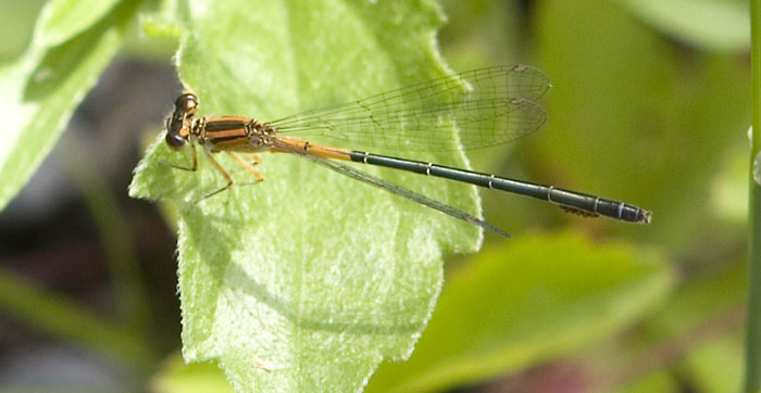 forktail