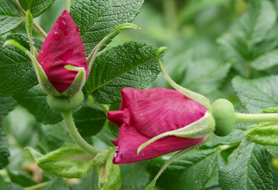 rugosa buds