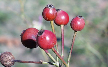 rose hips