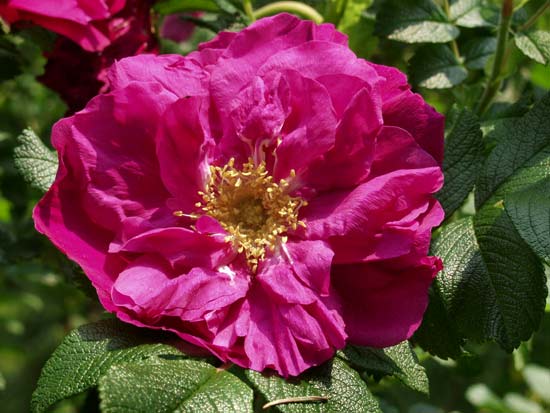 rugosa