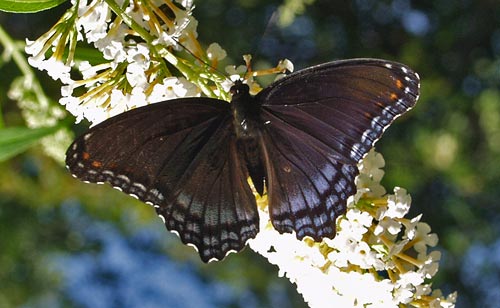 red spotted purple