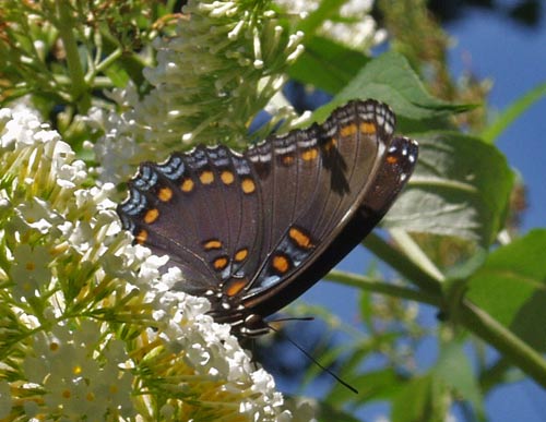 red spotted purple