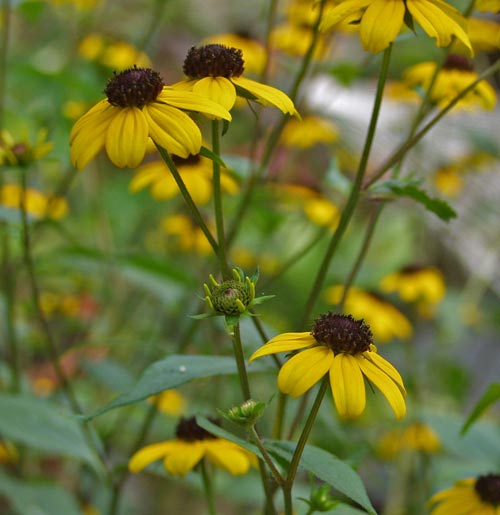 rudbeckia