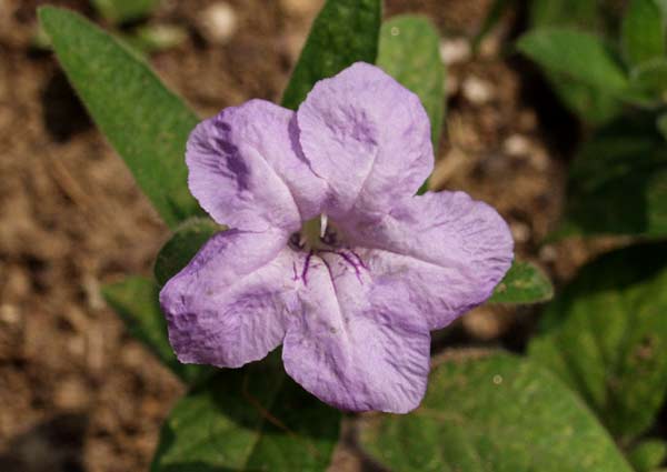 ruellia