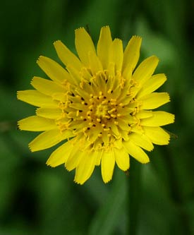 meadow salsify