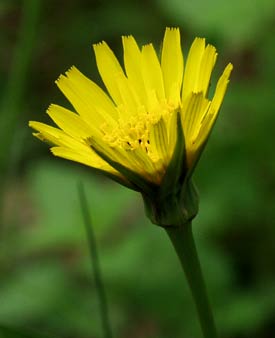 meadow salsify