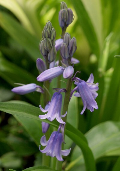 scilla