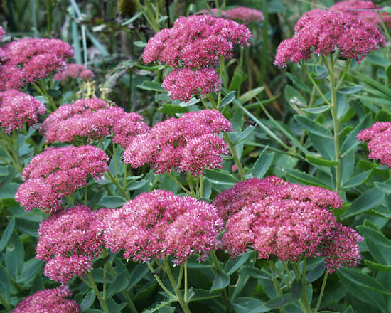 http://www.twofrog.com/images/sedum.jpg