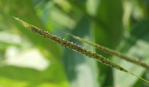 silver beard grass