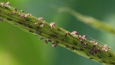 silver beard grass