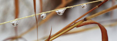silver beard grass