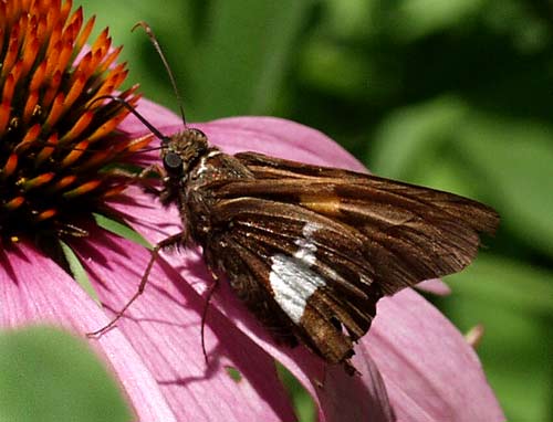 silver spotted skipper