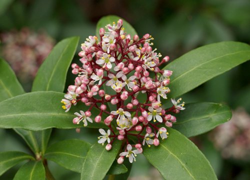 skimmia