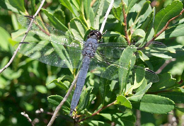 slaty skimmer