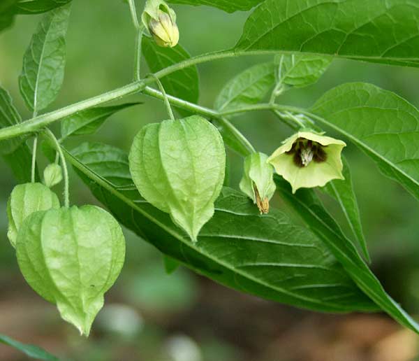 ground cherry