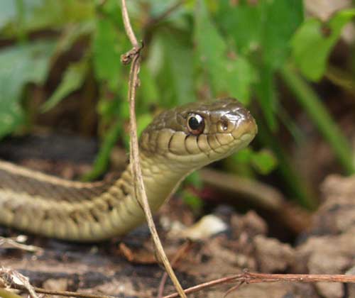 garter snake