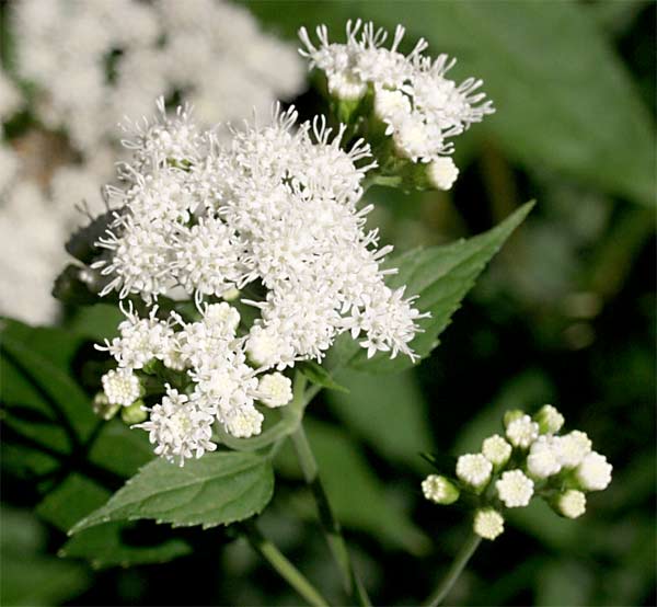 snakeroot