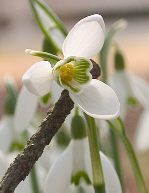 snowdrops