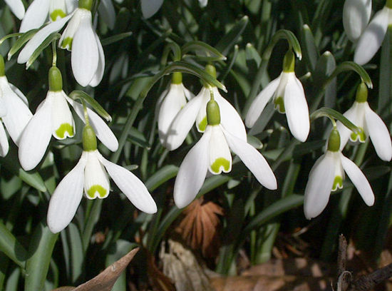 Snowdrops - Galanthus nivalus