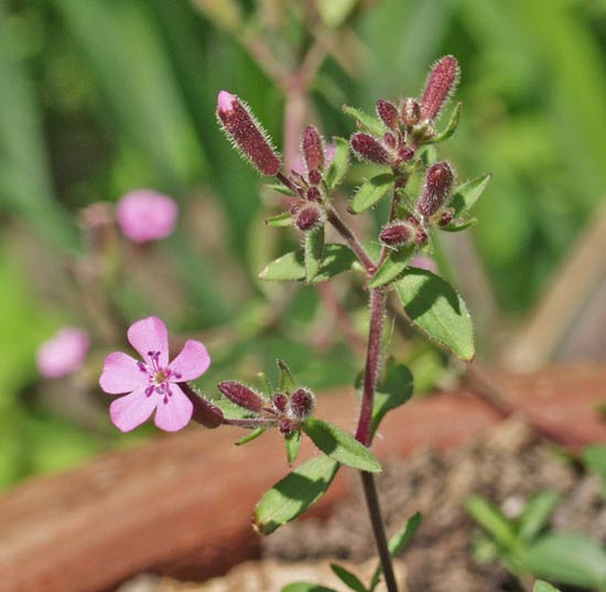 soapwort