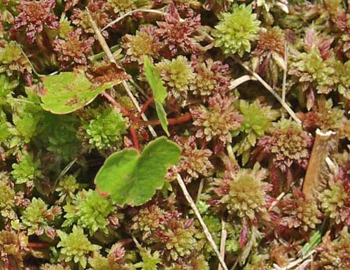 sphagnum