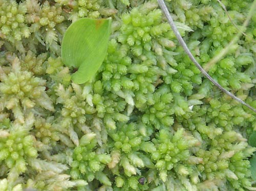 sphagnum