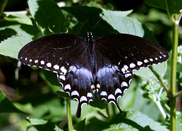 swallowtail