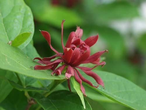 sweet shrub