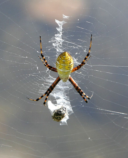 web weaver