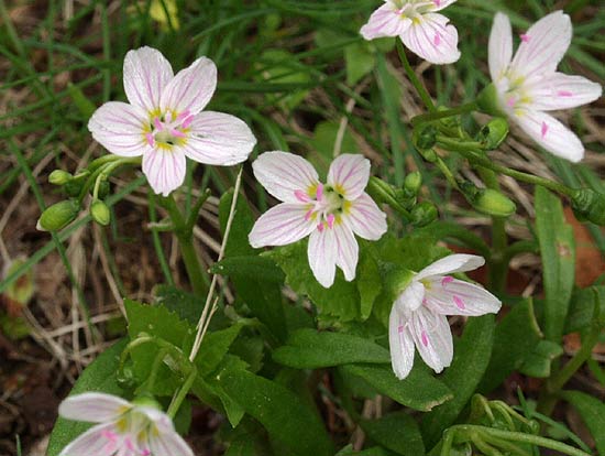 spring beauty