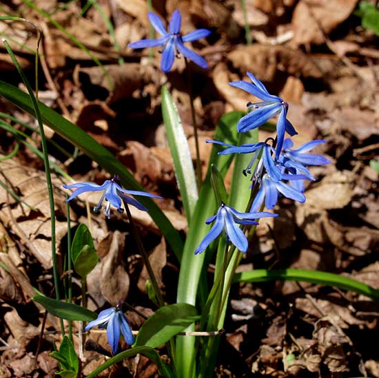 siberian squill