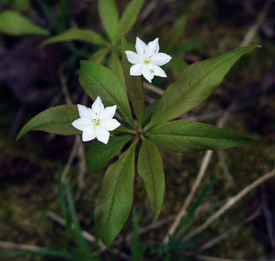 star flower