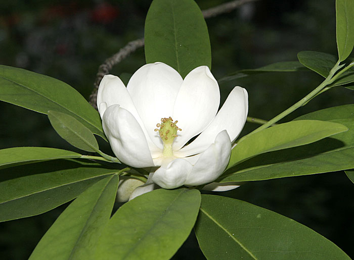swamp magnolia