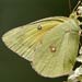 orange sulphur