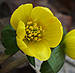 winter aconite