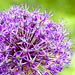 allium