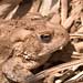 american toad