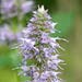 anise hyssop