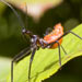 assassin bug