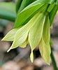 bellwort