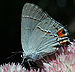 hairstreak