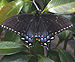 black swallowtail