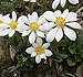 bloodroot