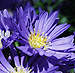 aster