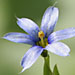 blue eyed grass