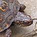 box turtle