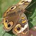 common buckeye